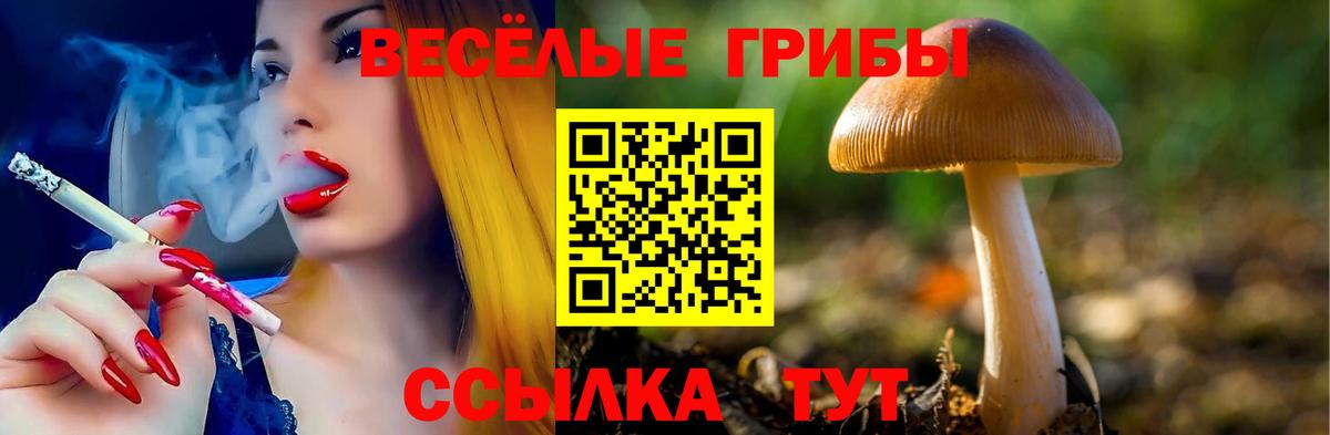 Псилоцибиновые грибы GOLDEN TEACHER Заводоуковск